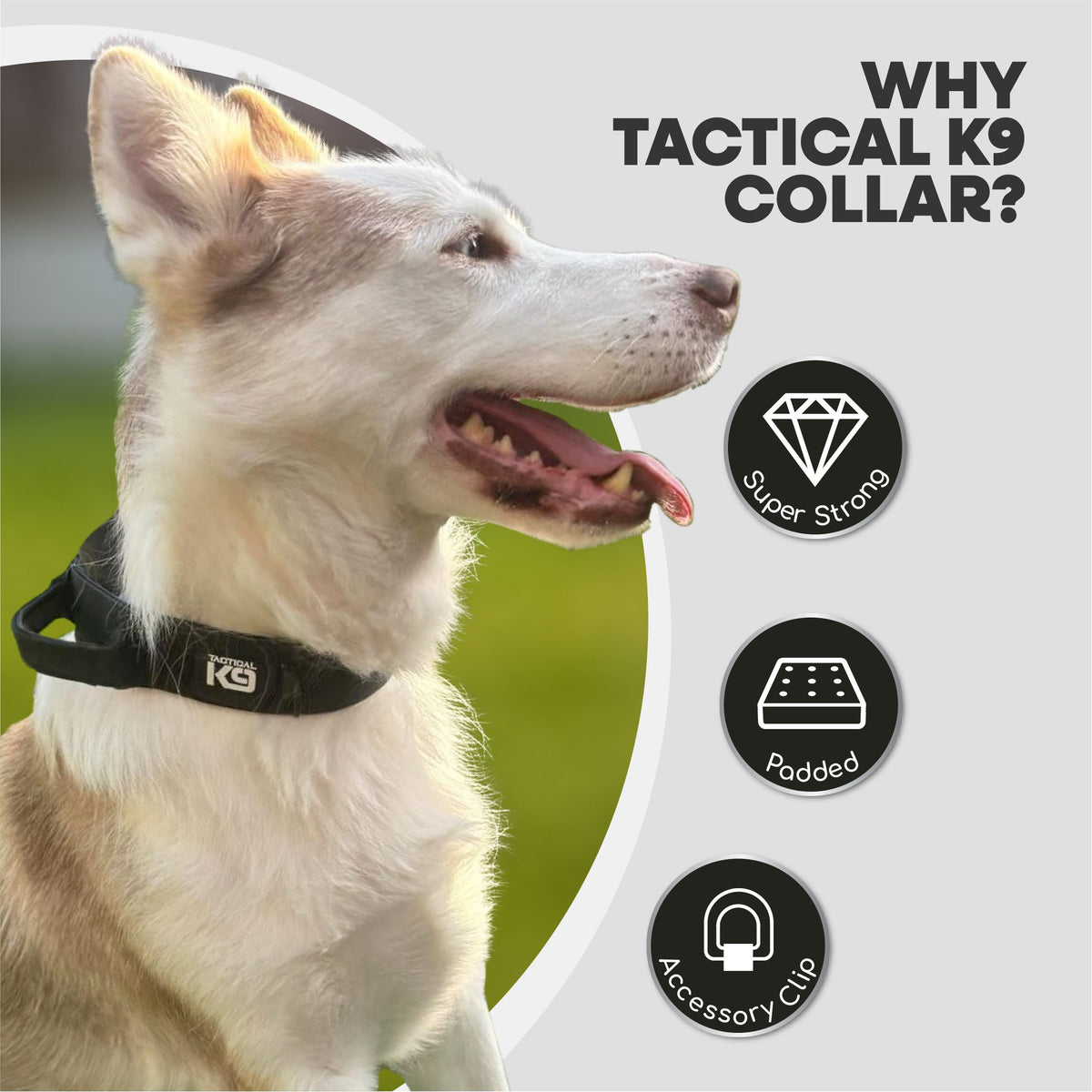 Tactical K9 Collars